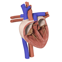 Original Clarify 3D anatomy model showing the structures of a heart