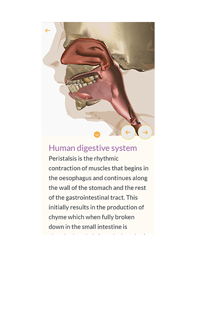 Original Clarify lesson explaining the human digestive system alongside a 3D model